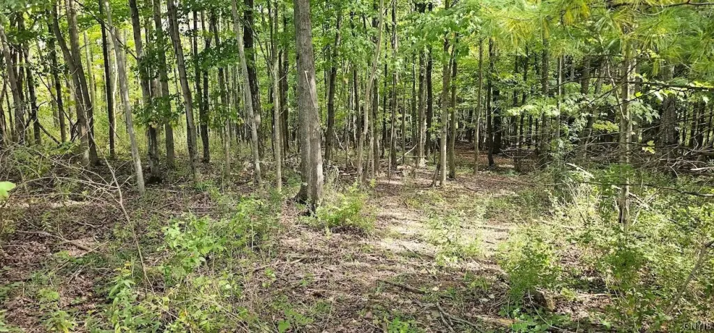 Picture 25