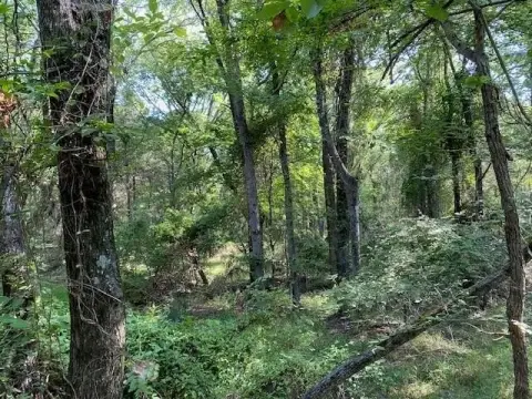 Heavily Wooded Acreage in Athens