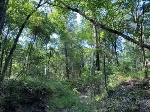 Heavily Wooded Acreage in Athens
