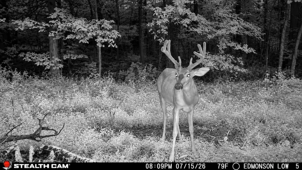 Picture 8