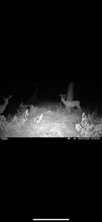 Picture 5