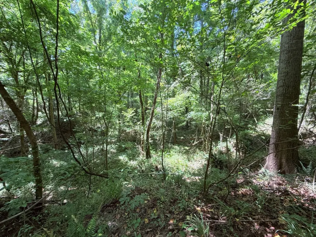 Picture 31