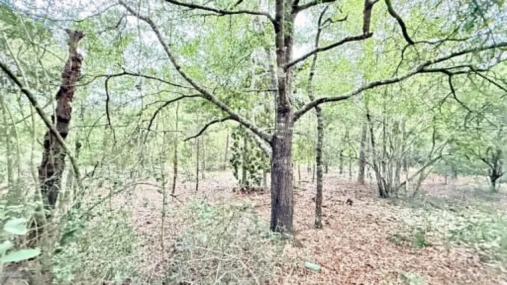 Picture 8