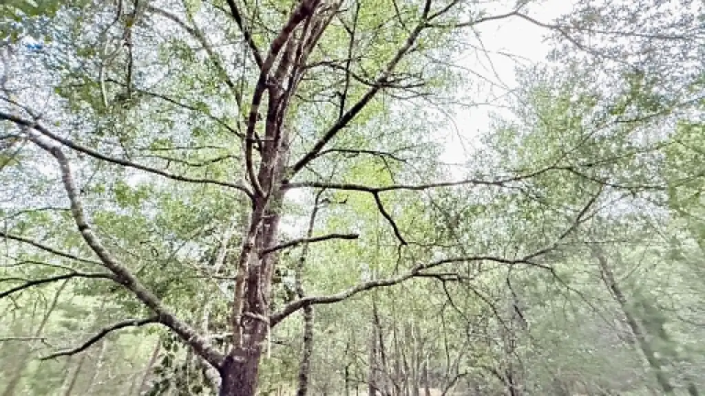 Picture 7