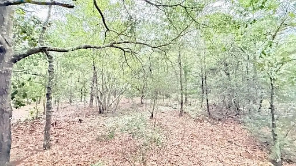 Picture 6