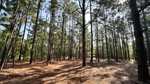 Longleaf Pine Recreational Land