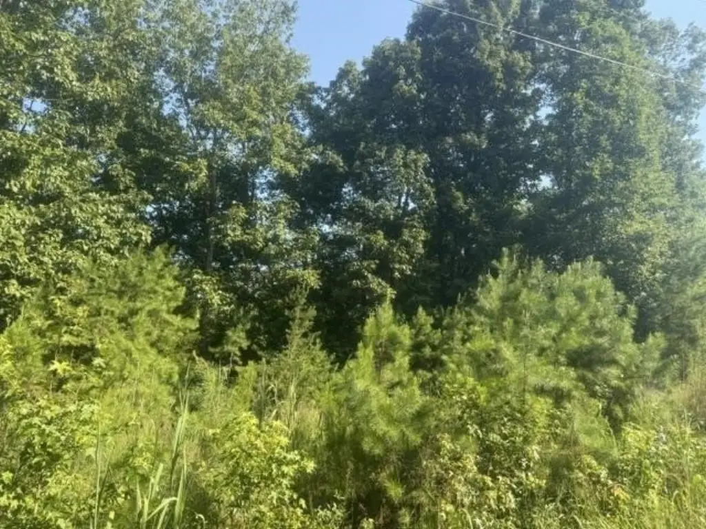 Picture 8