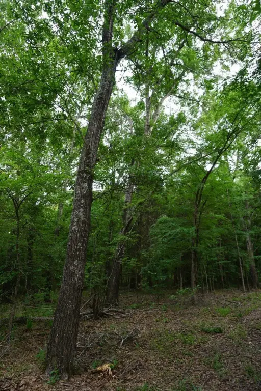 Picture 33