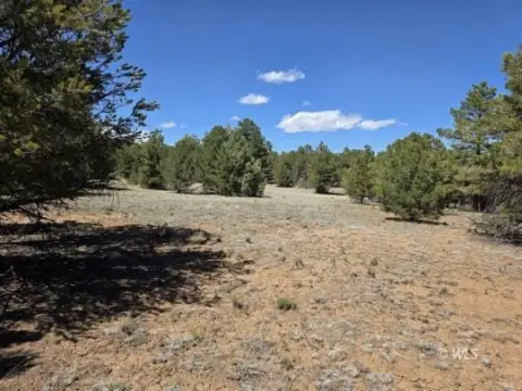 Wooded Land in Cotopaxi, CO
