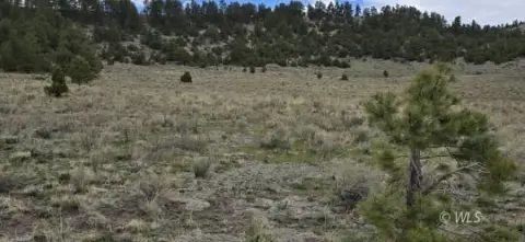 40 Acres Ready for Horses