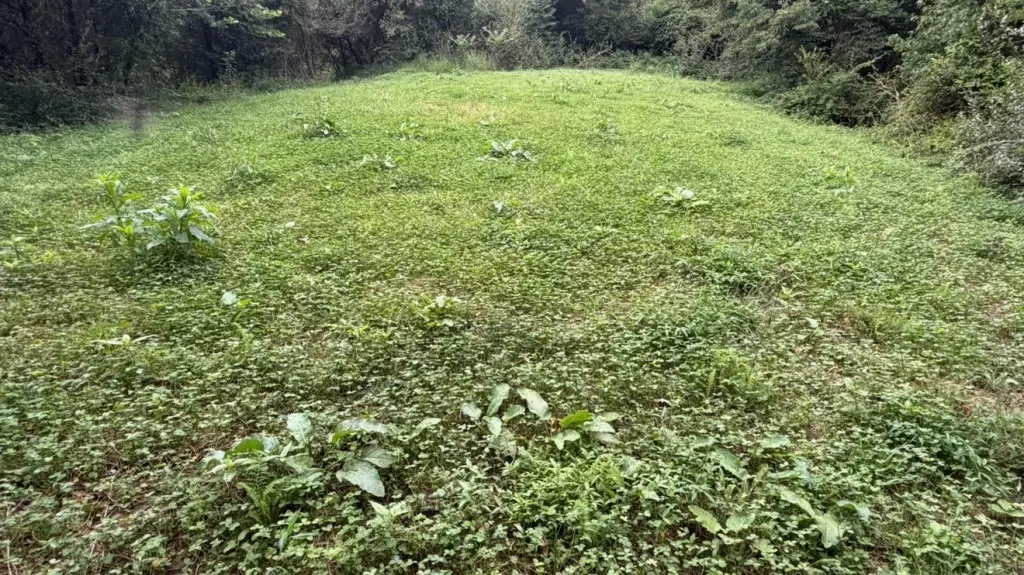 Picture 41