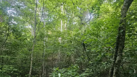 Recreation and Hunting Land