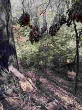 Heavily Wooded Land Parcel