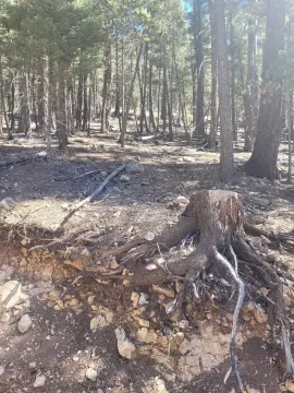 Heavily Wooded Lot with Views