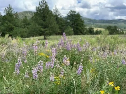 Westcliffe Vacant Land with Mountain Views
