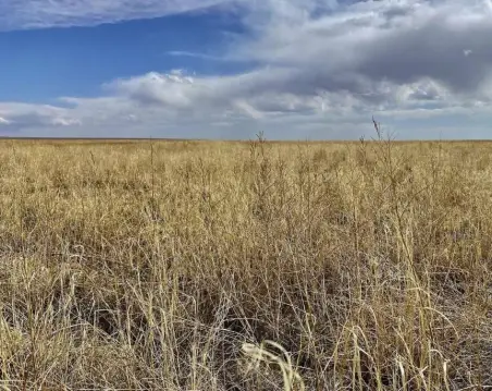 Grassland CRP Investment Opportunity