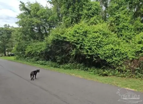 McDavid, FL - Tranquil Acre Lot