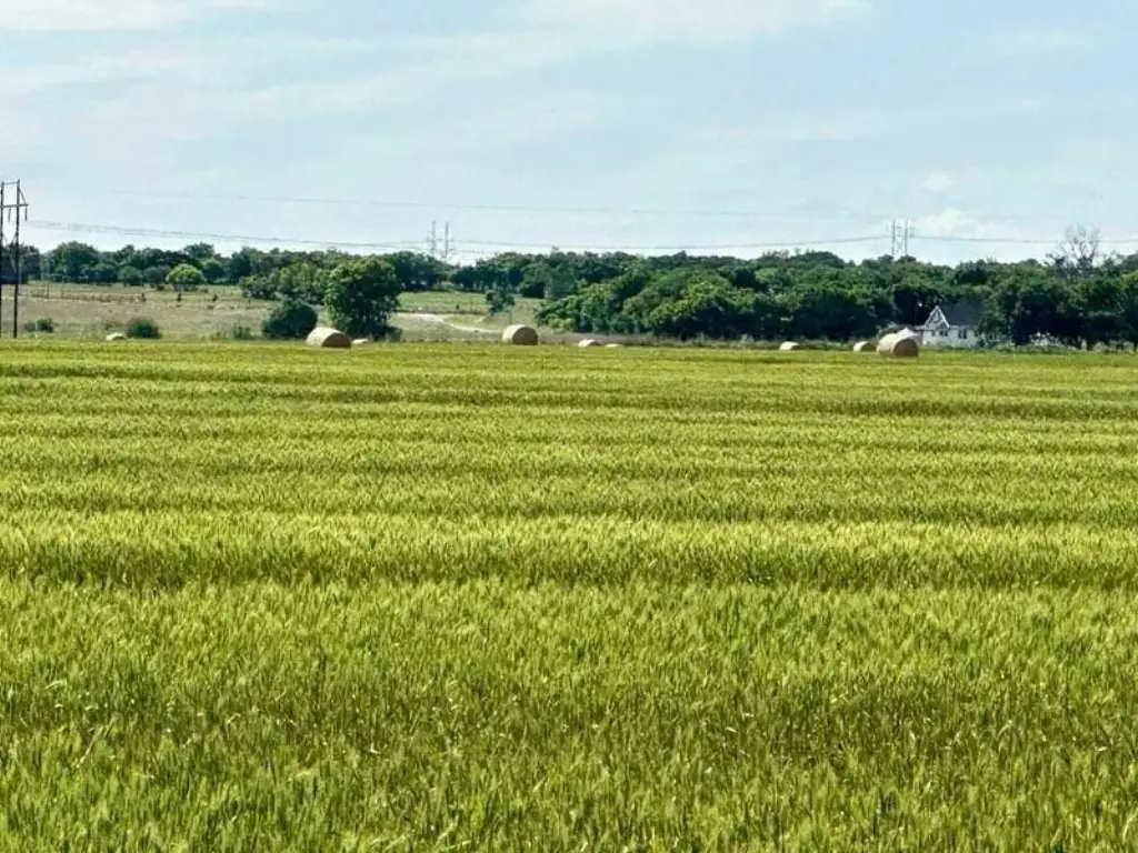 Picture 8