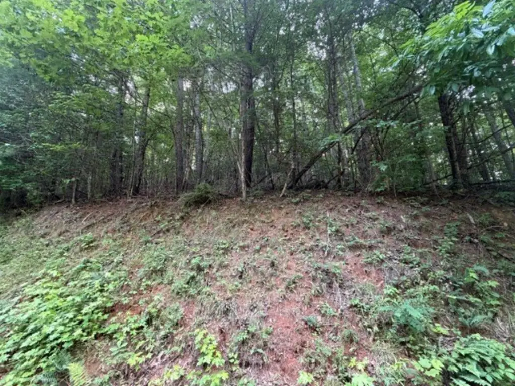 Picture 8