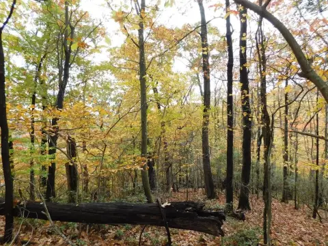 Half Acre Mountain View Land