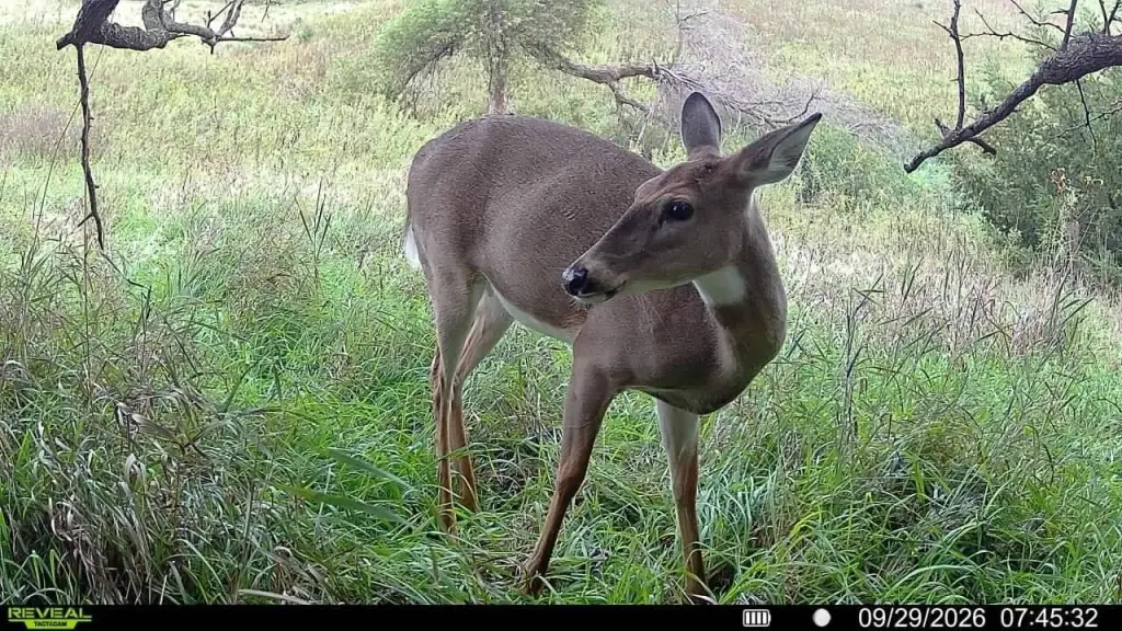 Picture 21