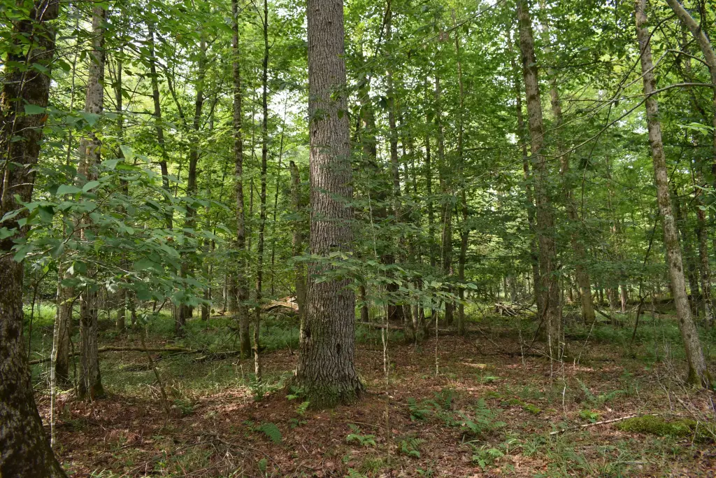 Picture 20