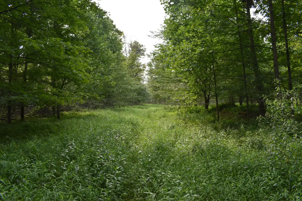 Picture 31