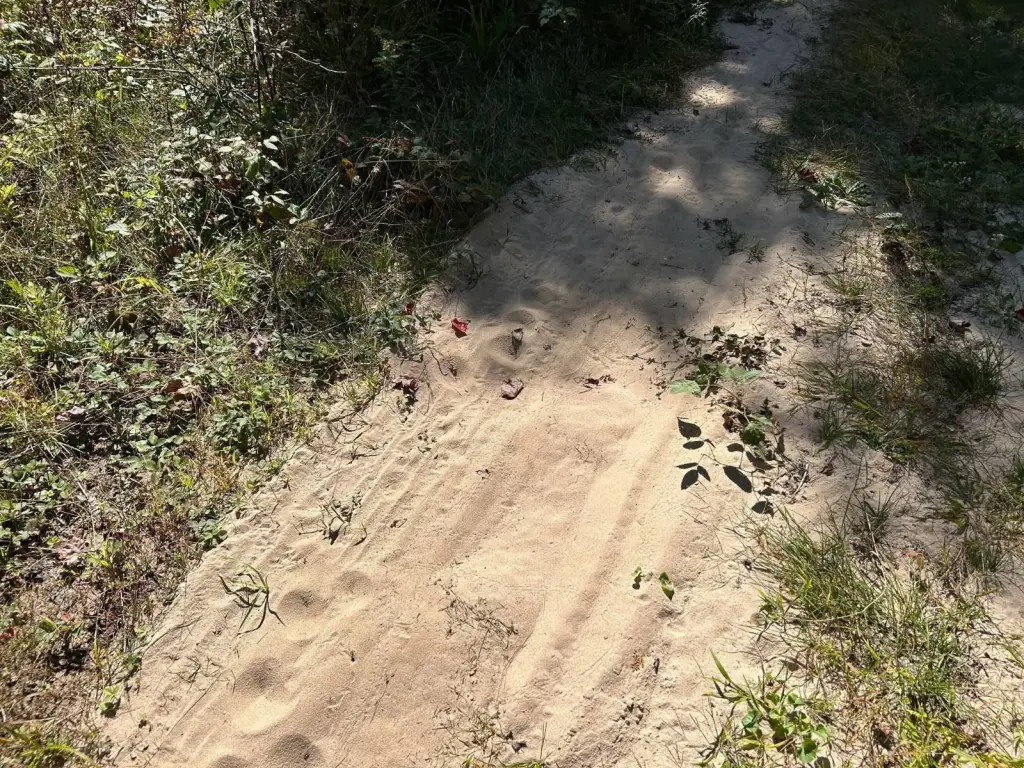 Picture 5