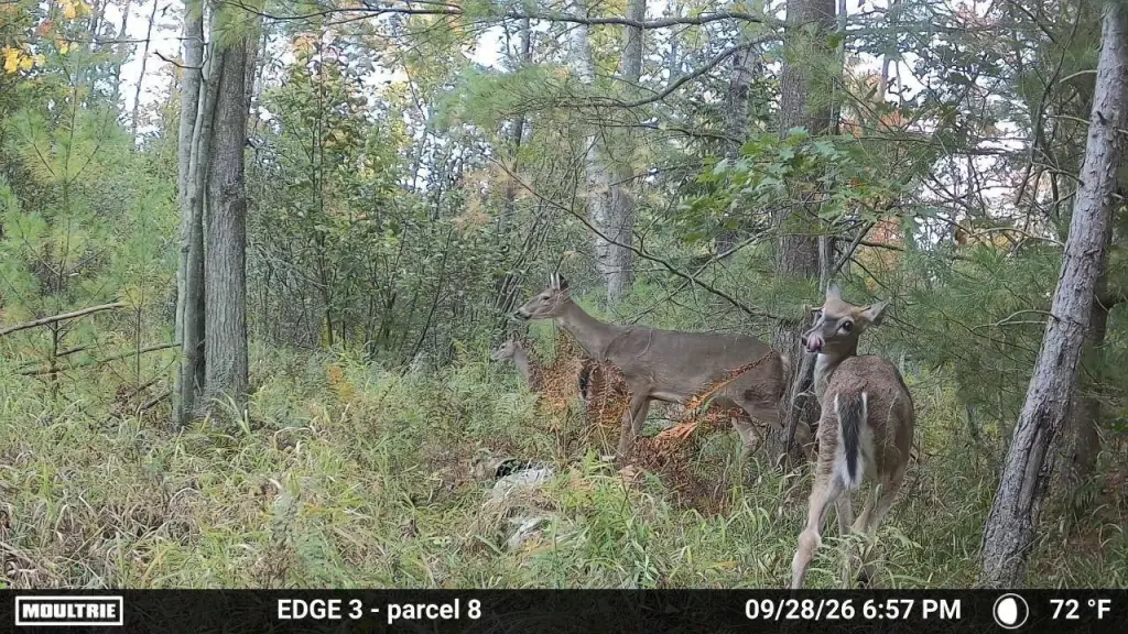 Picture 5