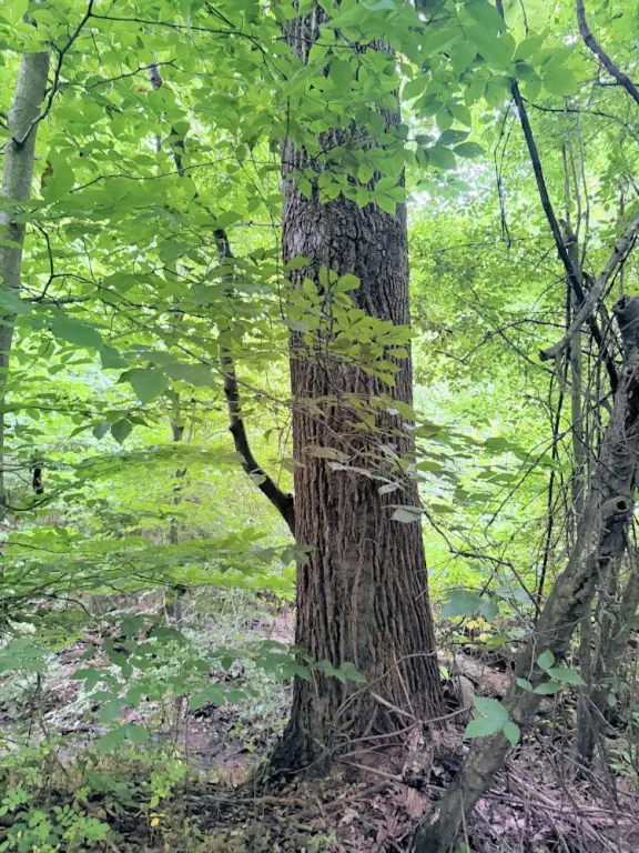 Picture 5