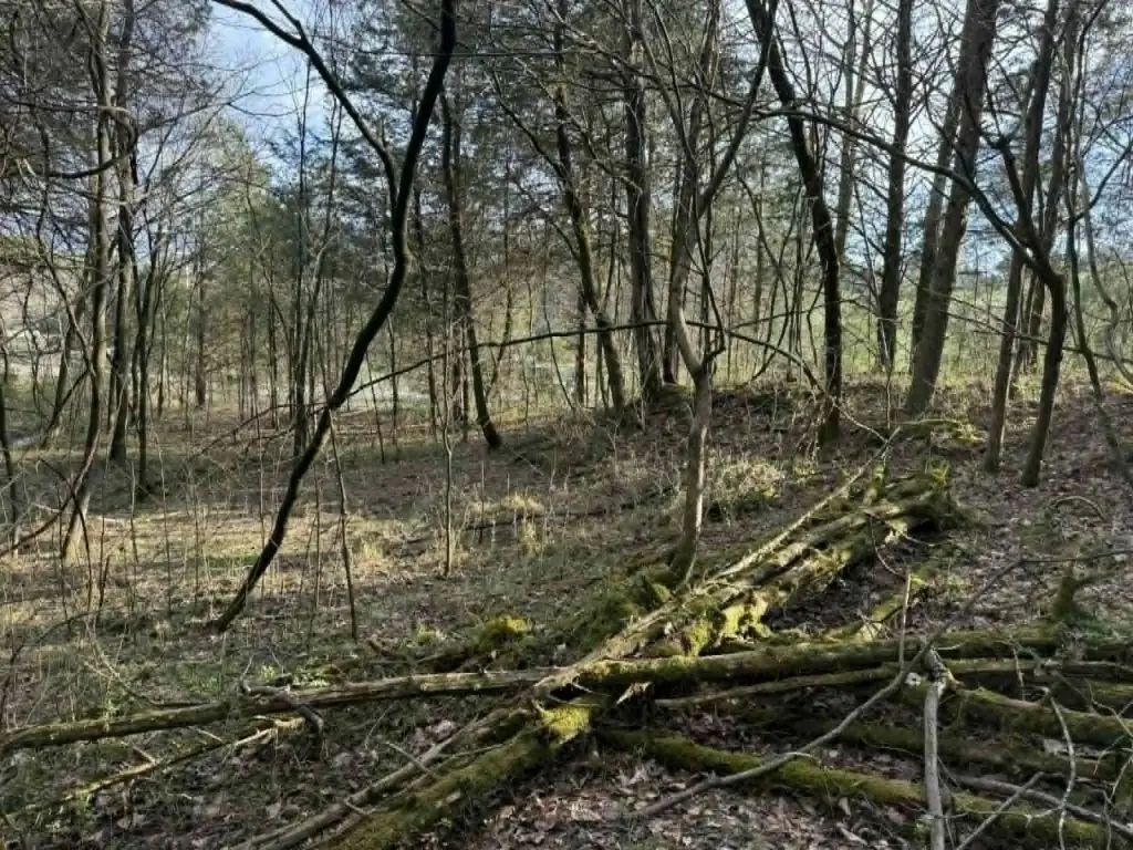 Picture 21