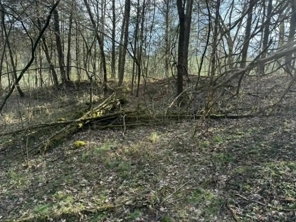 Picture 19