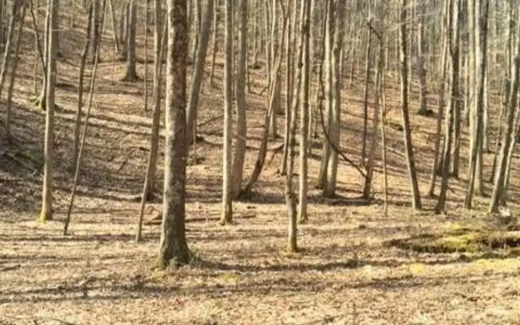 Picture 2