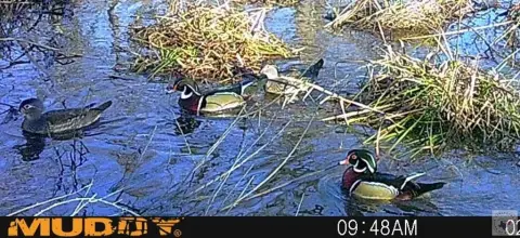 Secluded Hunting Ranch with Timber