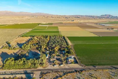 Coachella Land with Date Palms