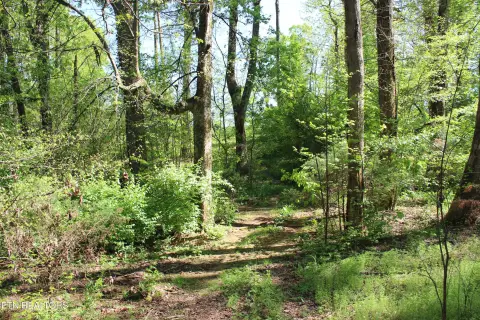 Wooded Lot in Madisonville, TN