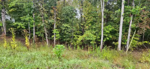 Wooded Lot in Rocky Mount