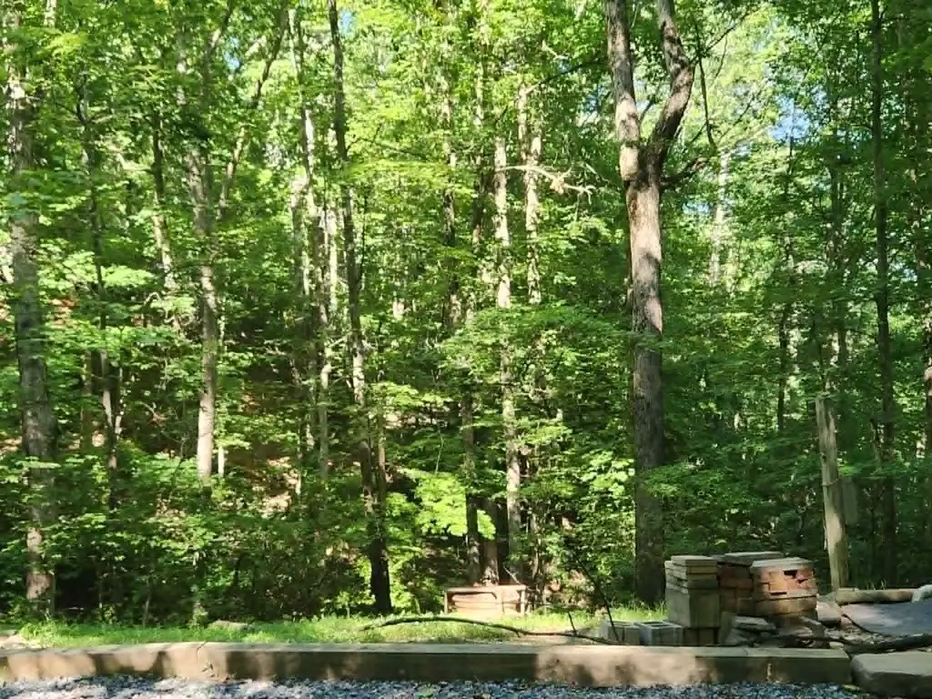 Picture 5