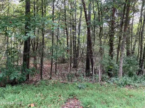 Baneberry, TN Wooded Corner Lot