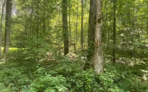 Mineral Bluff Acreage For Sale