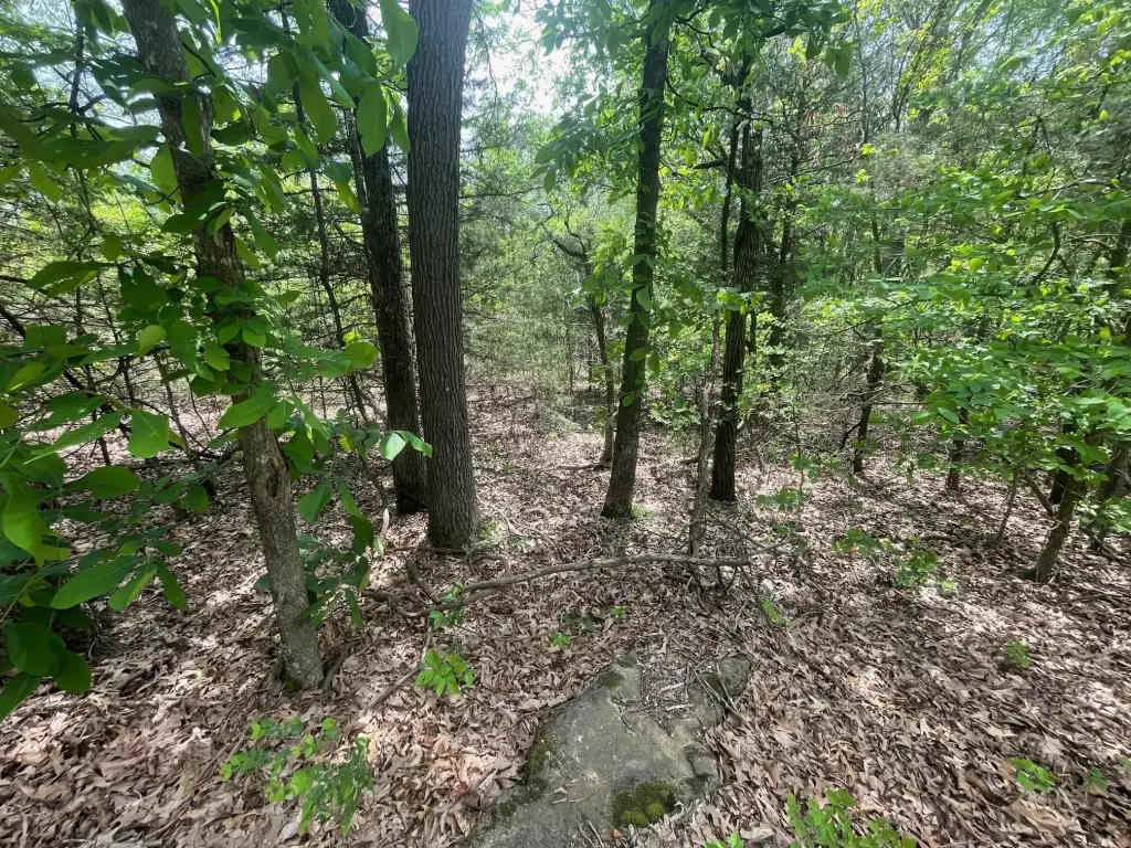 Picture 5