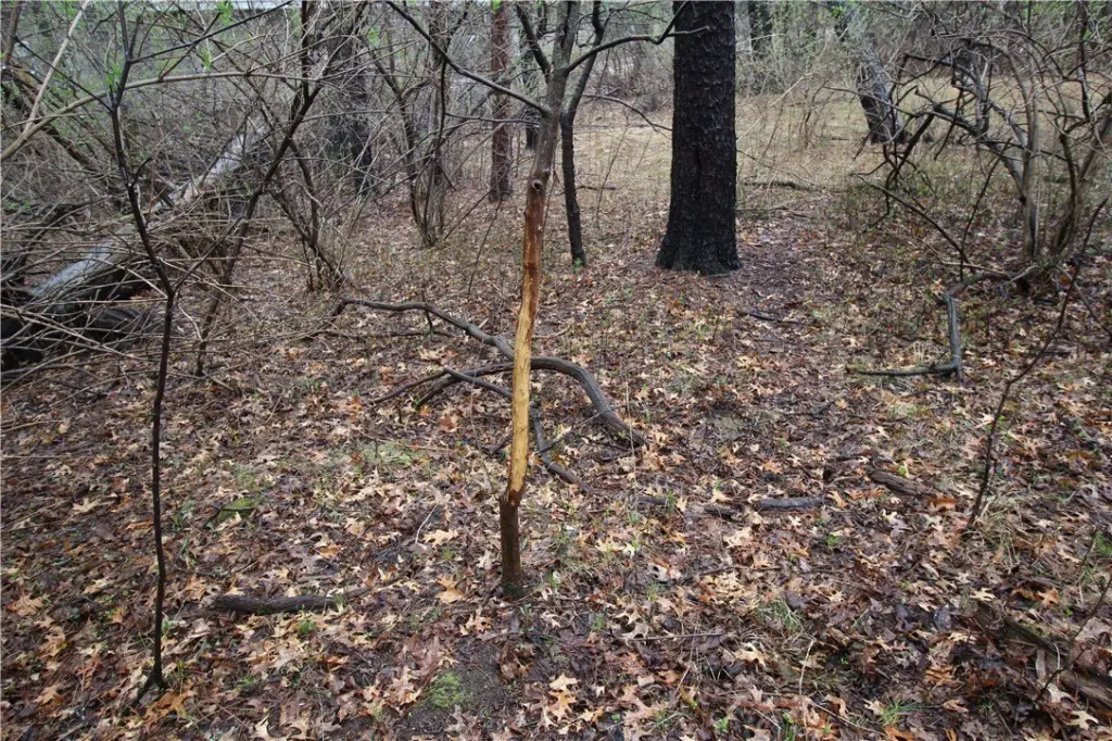 Picture 11