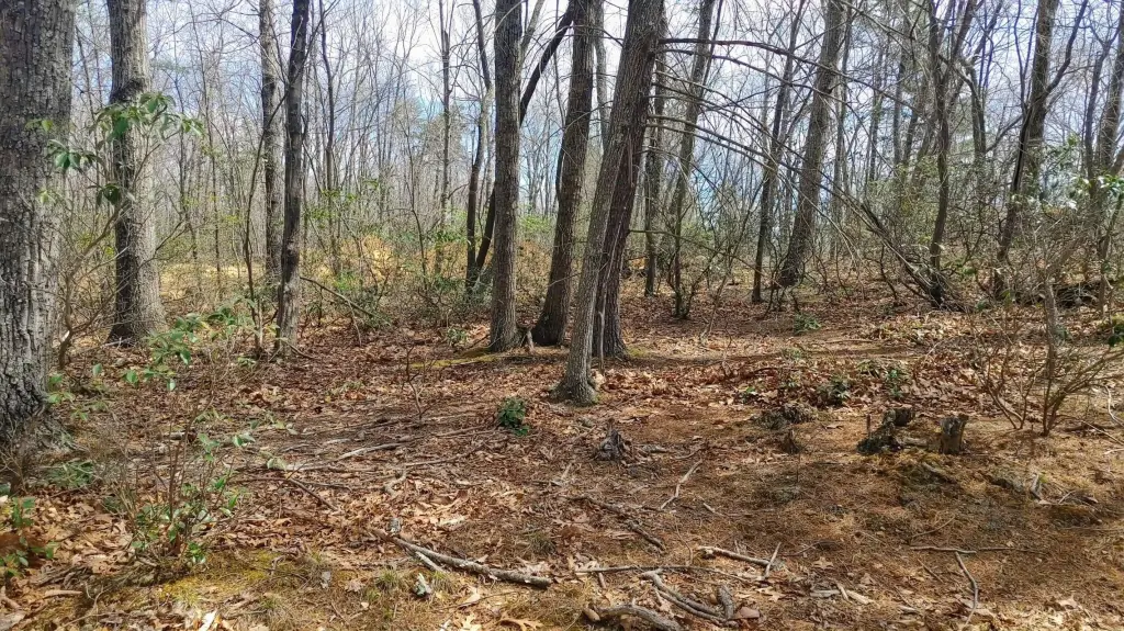 Picture 4