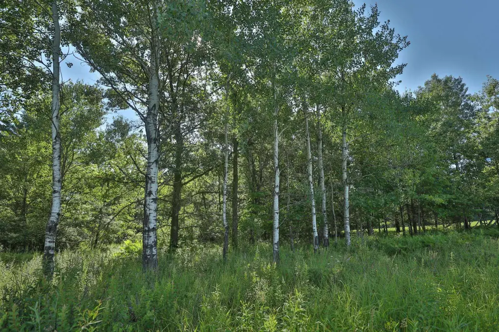 Picture 41