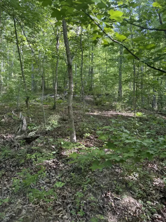 Picture 5