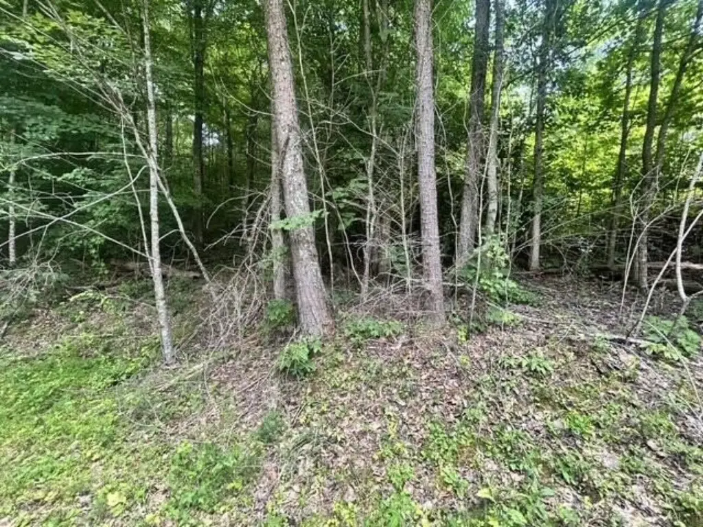Picture 5