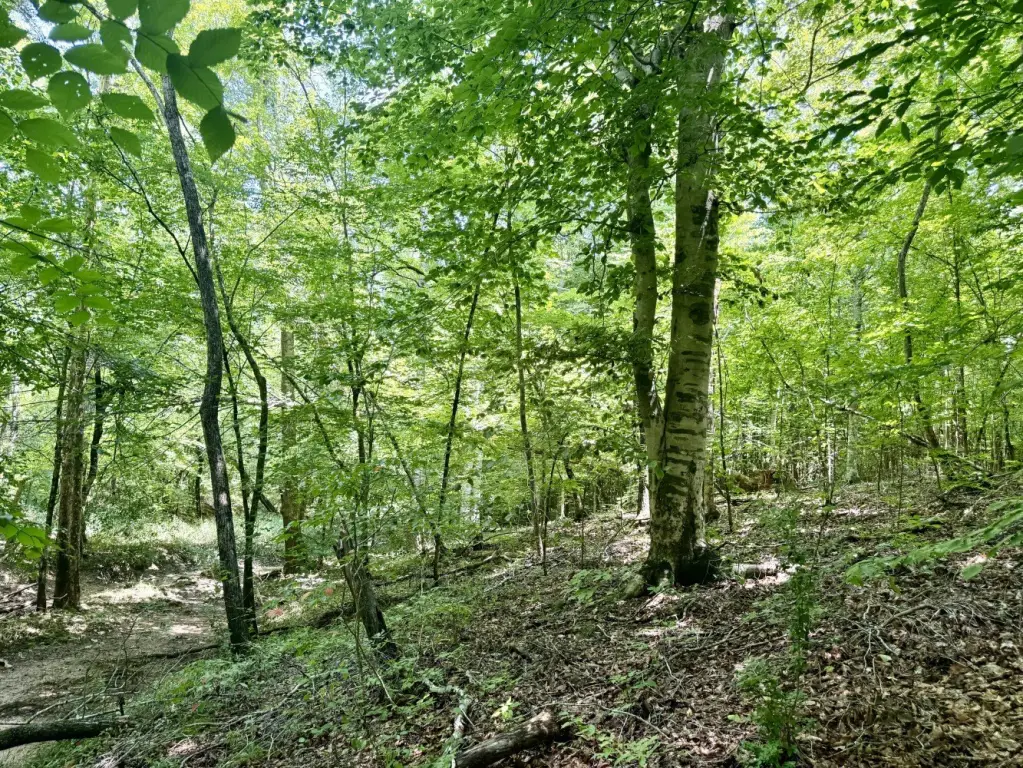 Picture 25