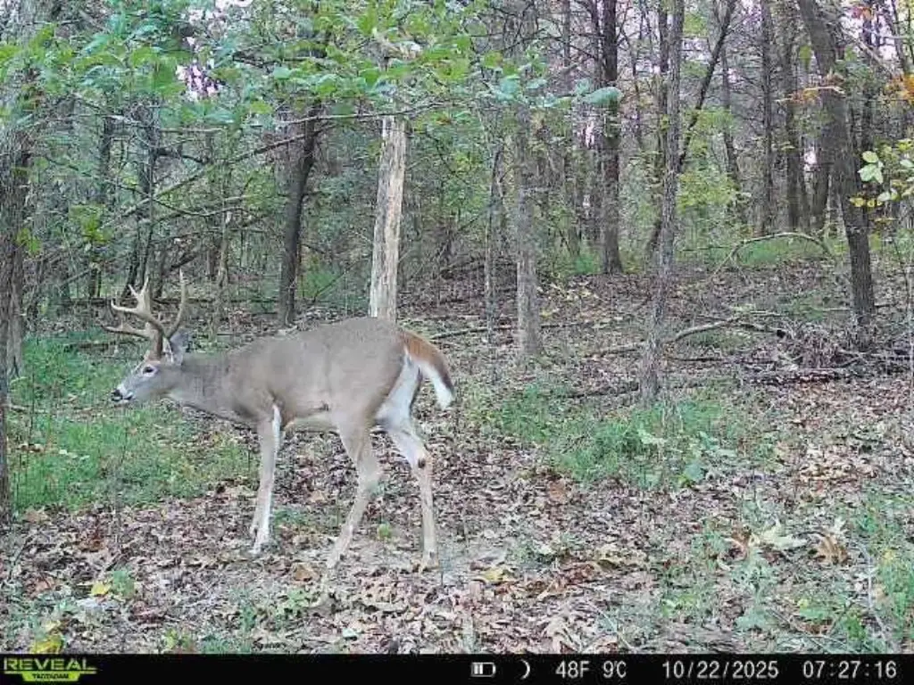 Picture 3