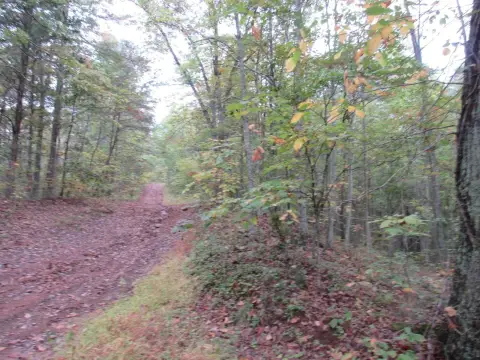 33 Acres of Wooded Land