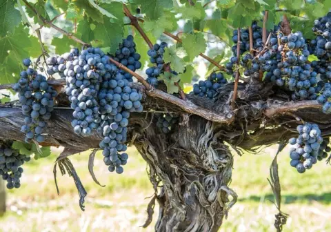 Award-Winning Winery in Shenandoah Valley